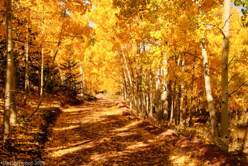 Colorado Fall Colors-5047 - Gplden Trail ©2008 Dan Stevenson